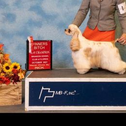 Flirt - Cocker Spaniel