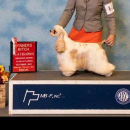 Flirt - Cocker Spaniel