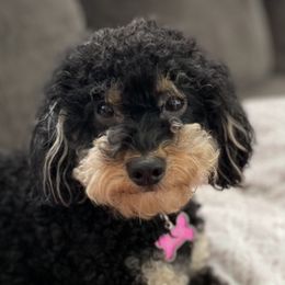 Bernedoodles and Poodles from Michelle's Doodles