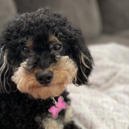 Bernedoodles and Poodles from Michelle's Doodles