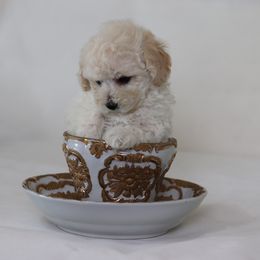 Poodle Puppies from Teacup & Toy Poodles