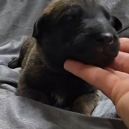 Echo's Blue - Mahogany male Belgian Malinois puppy in Berry, Alabama from North River k9