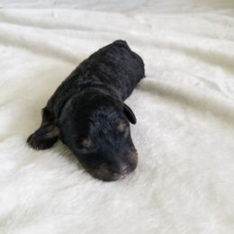 Bernedoodle Puppies from Minnie's UpNorth Doodles