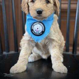 Miss Turquoise - Apricot female Australian Labradoodle puppy in Wake Forest, North Carolina from Lucky Country Labradoodles