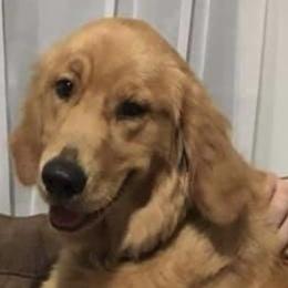 Golden Retriever All Grown Up from Nelsons Goldens