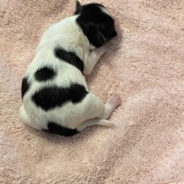 Pumpkin - White black and tan female Papillon puppy in Joshua, Texas from Summertime Kennels