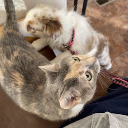 Australian Shepherd, Miniature American Shepherd, Miniature Australian Shepherd, and Toy Australian Shepherd Puppies from Painted Blue Aussies