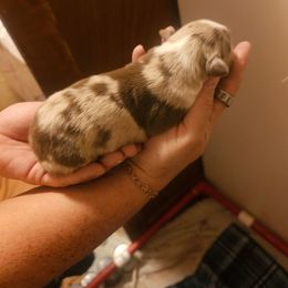 Rooibos - Red merle male Australian Shepherd puppy in California from Skiba Aussies
