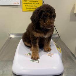 Keebler - Red tri-color male Aussiedoodle puppy in Heber City, Utah from Junipersdoodles