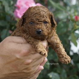 Poodle Puppies from Southern Girls Poodles