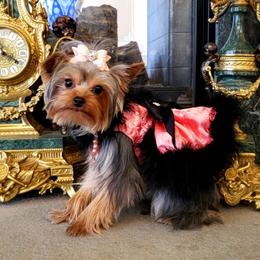 Hermina - Yorkshire Terrier