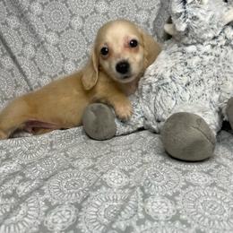 Peaches - Cream female Dachshund puppy in Norman, Oklahoma from Country Chapel Dachshunds