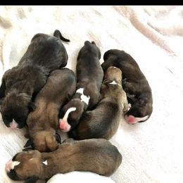 Boxer Puppies from Northwest Florida Boxers
