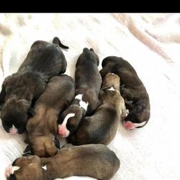 Boxer Puppies from Northwest Florida Boxers