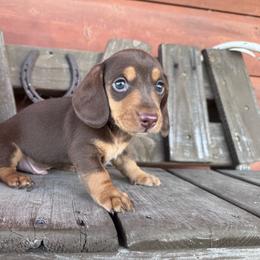 Hulk - Chocolate and tan male Dachshund puppy in Afton, Oklahoma from C5 Doodles