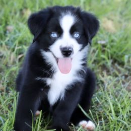 Boy 2 - Miniature Australian Shepherd puppy in Florida from J7 Miniature Australian Shepherds