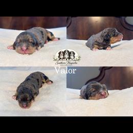Valor - Tri-color male Bernedoodle puppy in Spartanburg, South Carolina from Southern Magnolia Bernedoodles