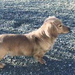 Trigger - Dachshund
