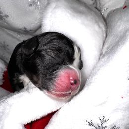 Prince - Black and white male Bernedoodle puppy in Gilbert, Arizona from The Berne Barn... it’s a Doodle thing!