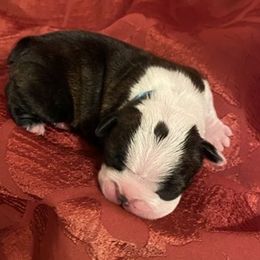 "Showcasing the Haggerty spot" Boston Terrier Puppies from Furrever Boston Terriers