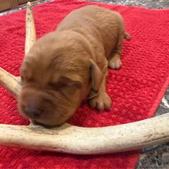 Girl 2 - Yellow female Labrador Retriever puppy in Normantown, West Virginia from Meadows Labradors