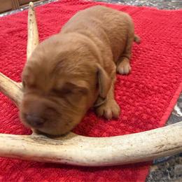 Girl 2 - Yellow female Labrador Retriever puppy in Normantown, West Virginia from Meadows Labradors