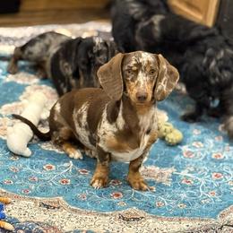 Snooki - Dachshund