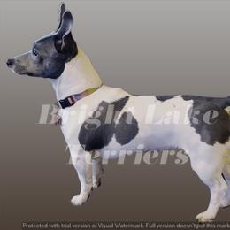 Bluey - Teddy Roosevelt Terrier
