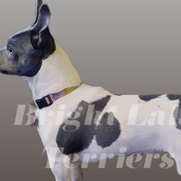 Bluey - Teddy Roosevelt Terrier