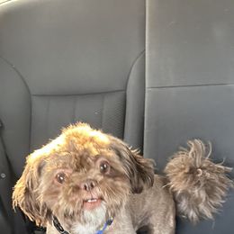 Binky - Shih Tzu