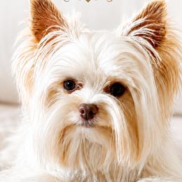 Cocker Spaniels and Yorkshire Terriers from Showcase Yorkies