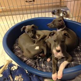 Italian Greyhound Puppies from Coccolare Italian Greyhounds