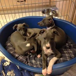 Italian Greyhound Puppies from Coccolare Italian Greyhounds