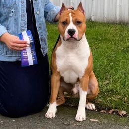 Scatter - American Staffordshire Terrier