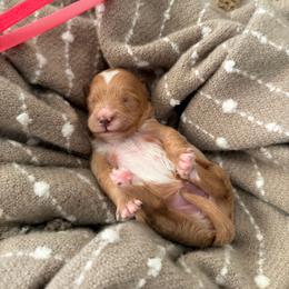 Girl 5 Red - Cream female Goldendoodle puppy in Sacramento, California from Golden Heart Doodles