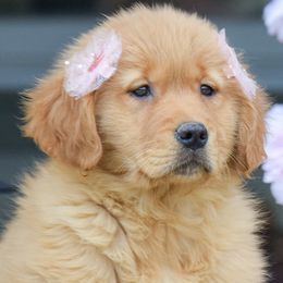 Golden Retrievers, Miniature American Shepherds, and Siberian Huskies from HuskiesAndGoldensWithFinesse