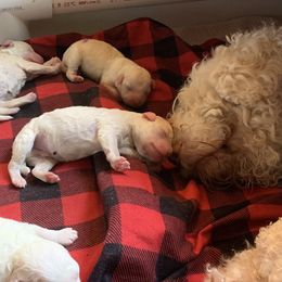 Lagotto Romagnolo Puppies from CreekSide Lagotto