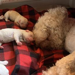 Lagotto Romagnolo Puppies from CreekSide Lagotto