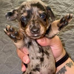Chole - Dapple female Dachshund puppy in Magnolia, Texas from J&R Macias Dachshunds
