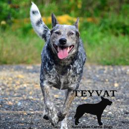 Australian Cattle Dogs and Cardigan Welsh Corgis from Shinra Cardigans and Teyvat ACDs
