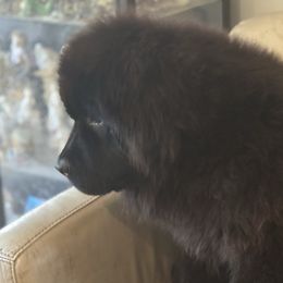 Girl Pink Collar - Black female Newfoundland puppy in St Cloud, Minnesota from BurningEmbers
