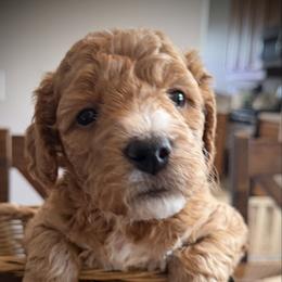 Beau - Red  male Goldendoodle puppy in Bradenton, Florida from Christianna’s Mini Goldendoodles
