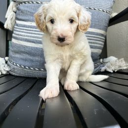 Beta - Fawn and white Sheepadoodle puppy in Little Rock, Arkansas from Summer Blossom Doodles