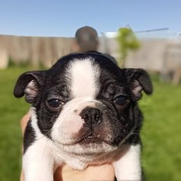 Jacob - Black brindle and white Boston Terrier puppy in Rexburg, Idaho from Wolf Ridge Boston Terriers
