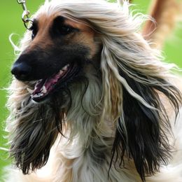 Afghan Hounds from KEYMAH Afghan Hounds