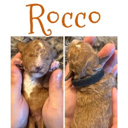 Rocco - Red  male Poodle puppy in Chattanooga, Tennessee from Scenic City Doodles
