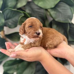 Dahlia (Orange) - Red  female Goldendoodle puppy in Payson, Utah from Life_on. Paws