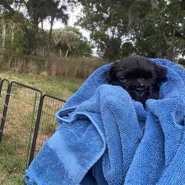 French Bulldog Puppies from Just Us Frenchies