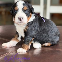 Mercedes - Tri-color female Bernedoodle puppy in Henry, Illinois from Rowe Farms Doodles
