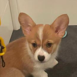 Yellow Collar - Red female Pembroke Welsh Corgi puppy in Nevada, Iowa from Rogers AKC Corgis of Iowa.